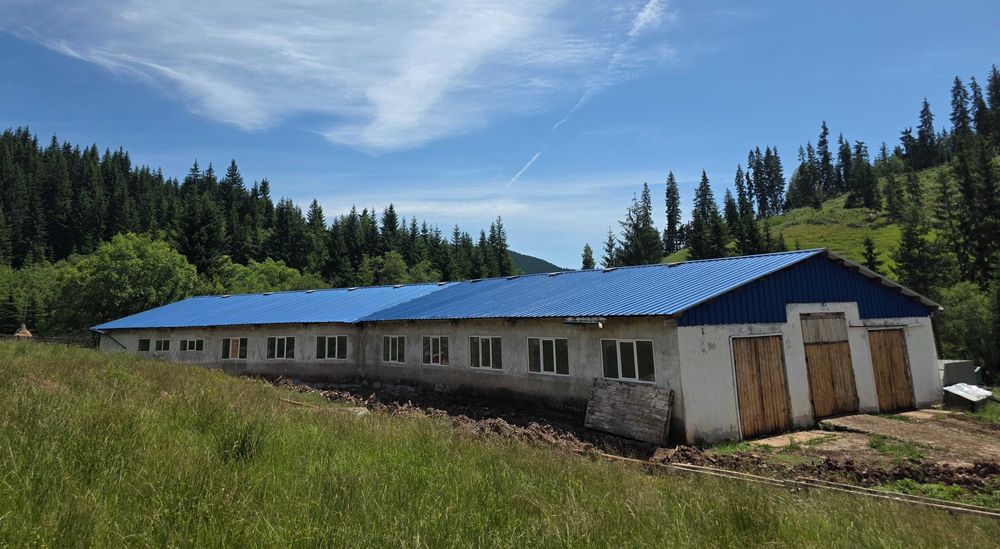 Urgent!! Oportunitate rara - Ferma de vaci, com Breaza, Suceava