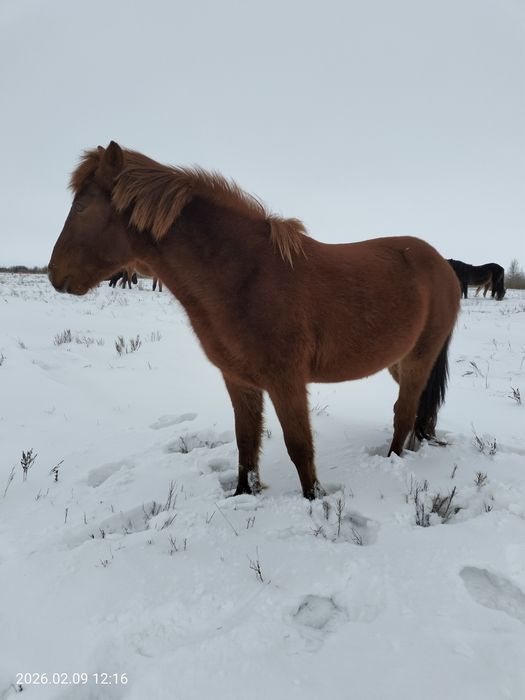 СЕМІЗ Құнаншығар, Жылқы, Ат Мінгі  өтетЖуас