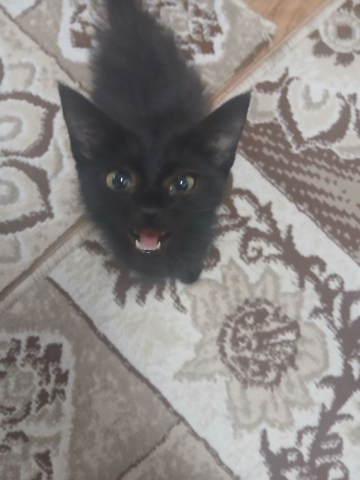 Отдам двух котят