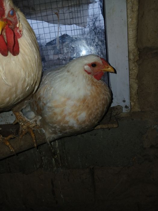 Тауық, қораз тауық