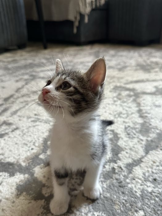 Котёнок(мальчик) ищет любящую семью