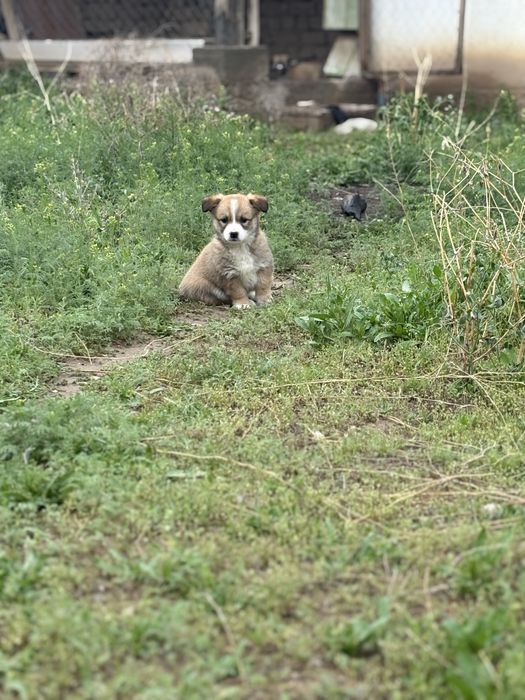 Щенки подкидышшш