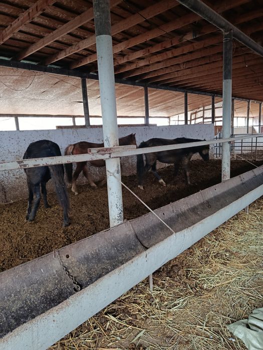 Биелер сатылады, 5-бас.