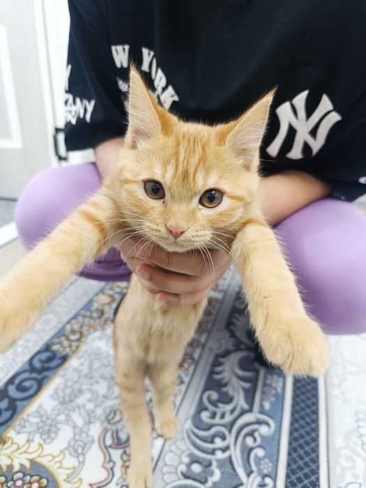 Кошка турецкий ангар