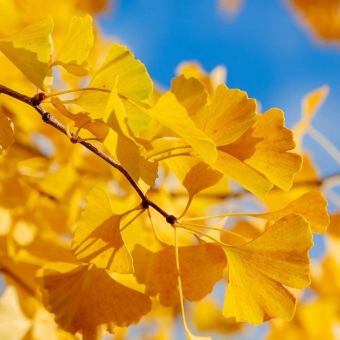 Саженцы деревьев, кустарников, цветы,.Из лучших питомников Узбекистана