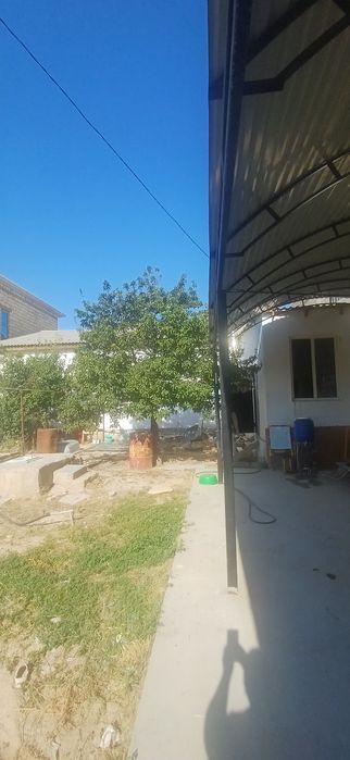 Дерево отдам, жеміс ағашын тегін беремін.