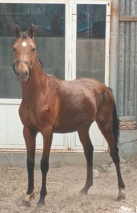 Продам лошадь американец