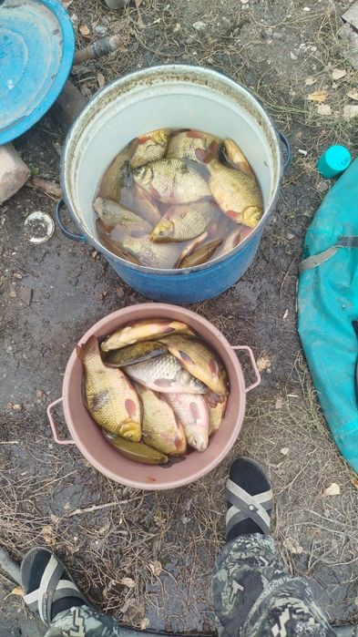 Продам карася  щуку