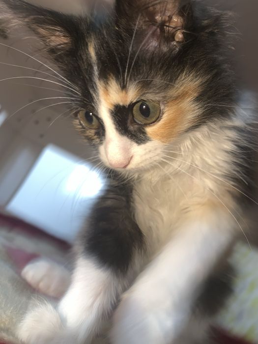 Милый котенок (лилия)