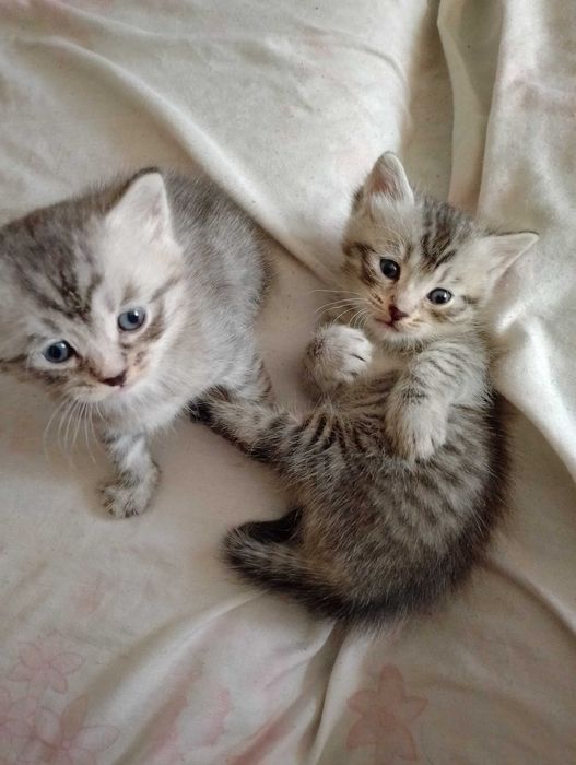 Продам Шотландских Котят