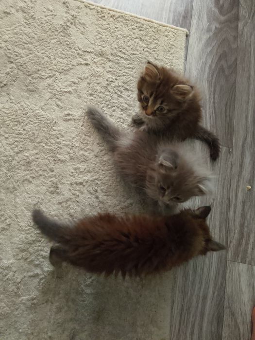 Отдам котят в добрые руки