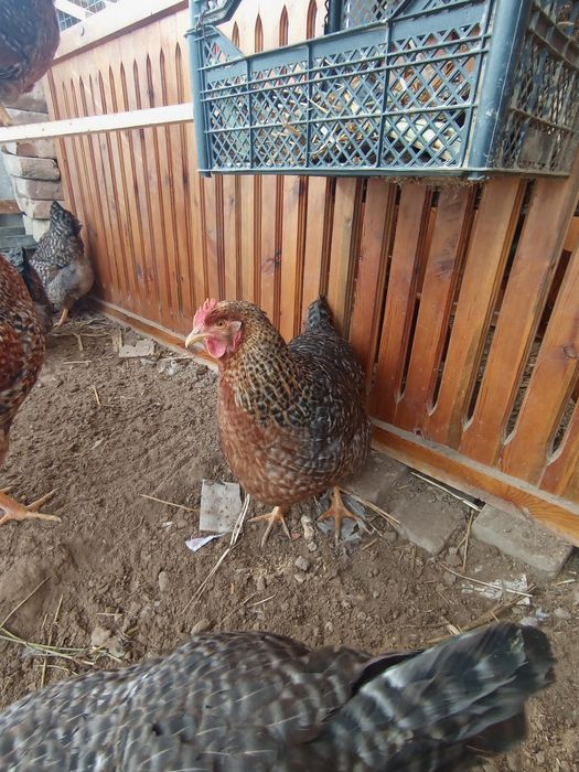 Belifeldir tuxumlariga zakaz olamiz 15 min