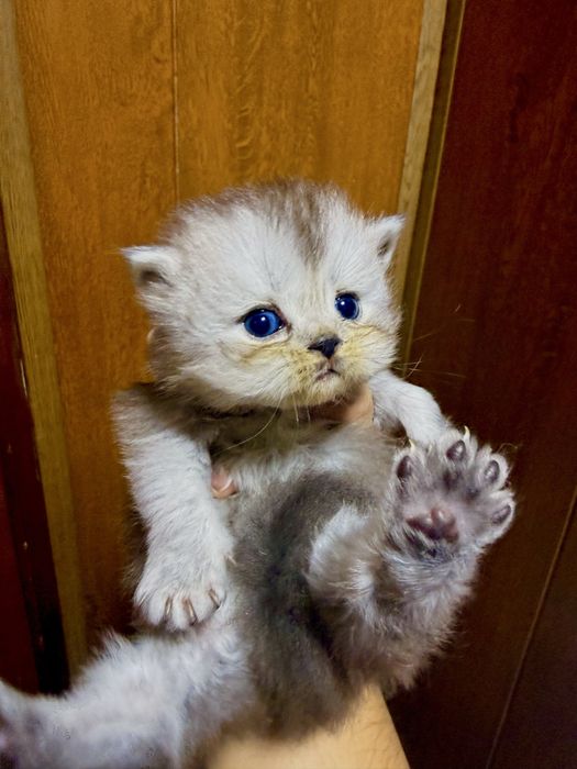 Скотиш страйт мушук боласт сотилади