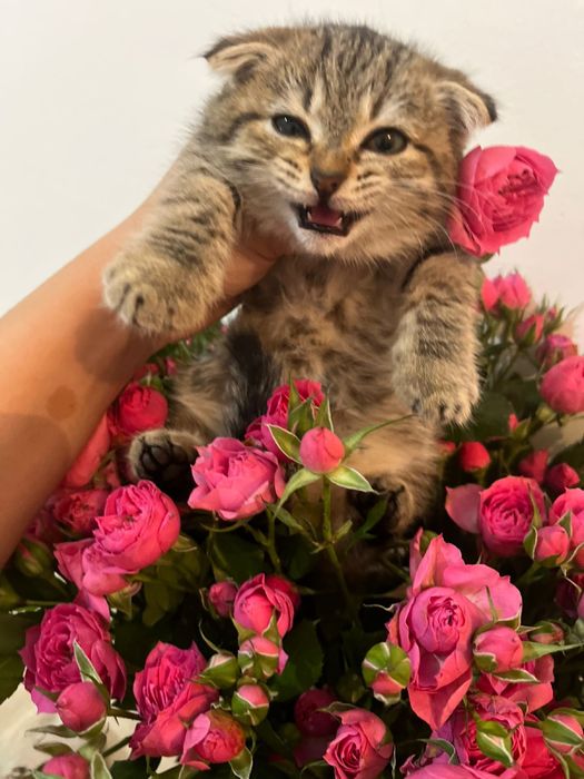 Продам вислоухого котенка