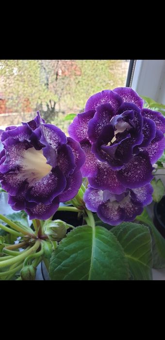 Глоксиния сортовая