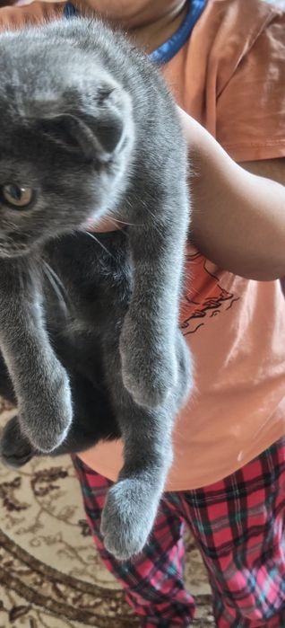 Котёнок 2 месячный очень ласковый
