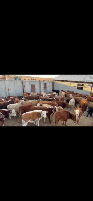 Подсос букалар сатылады