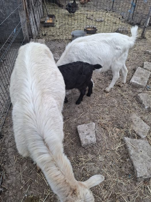 Vand capre saanen bune de lapte