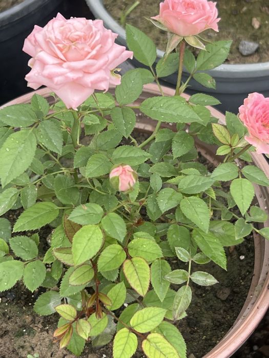 Спрей розы 2 х летки