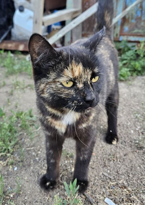 Молодая кошечка ищет дом
