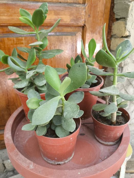 Продатся цветы из дома