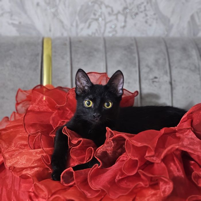 Отдам котенка в добрые руки мальчик и девочка