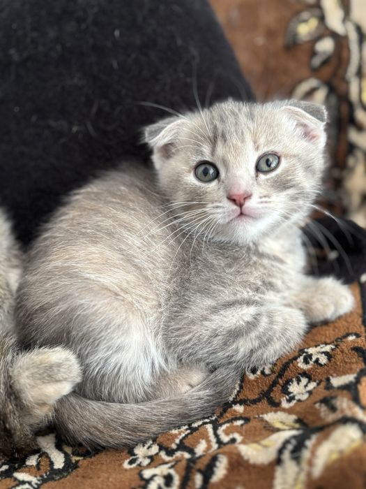Отдам котят в добрые руки