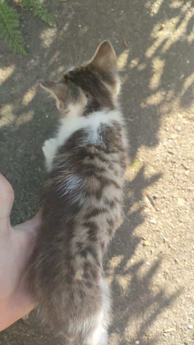 Котята в добрые руки!