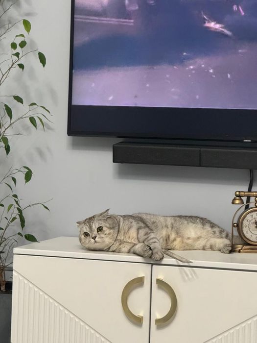 Котик мальчик в хорошие добрые руки