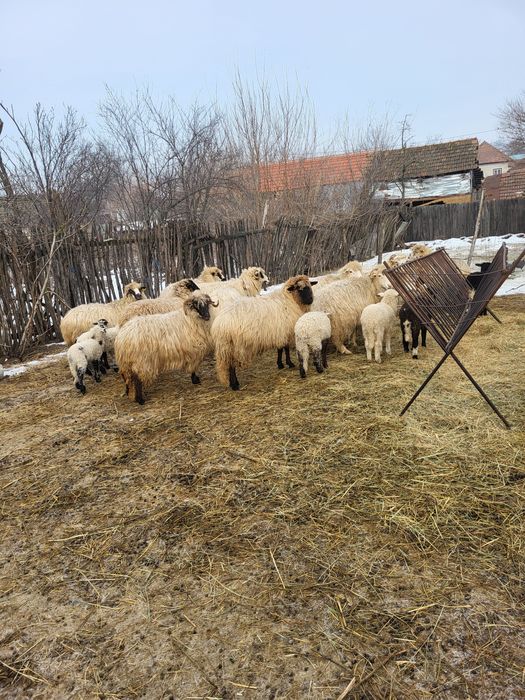 Vand 12 oi si 9 miei