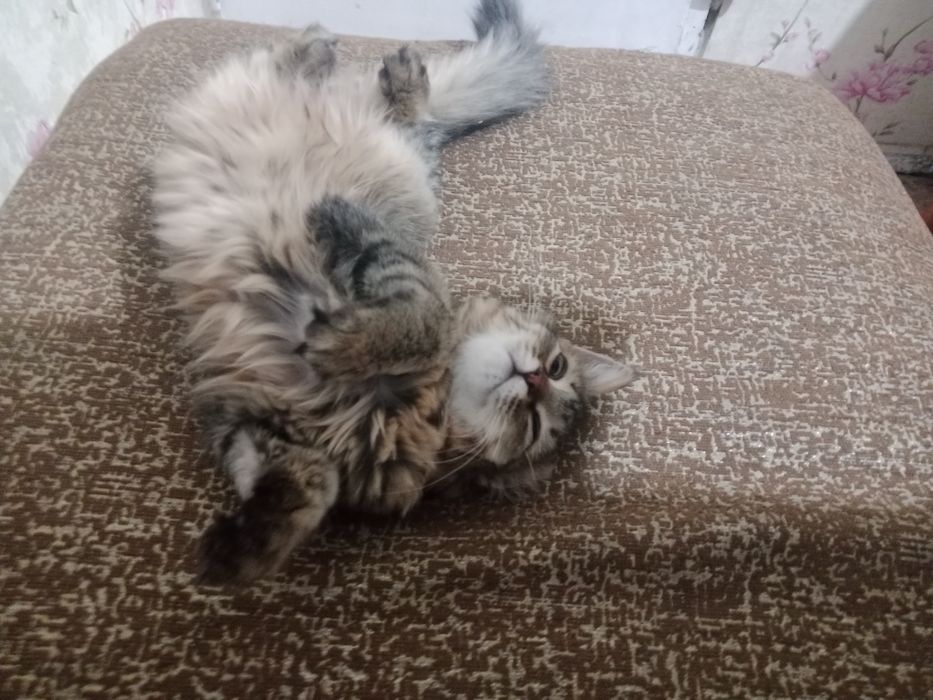 Отдам кота в самые лучшие руки