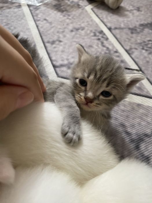 кошки ,котят отдам бесплатно