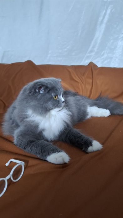 Шотландская голубая биколор