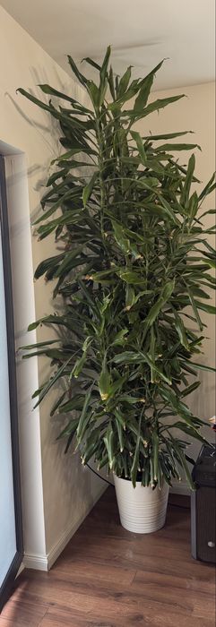 Planta apartament Dracarna