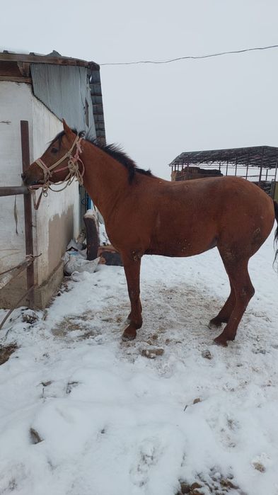 Конь араб с дончаком