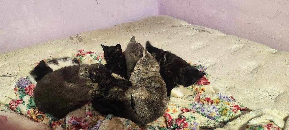 Отдам котят в добрые руки