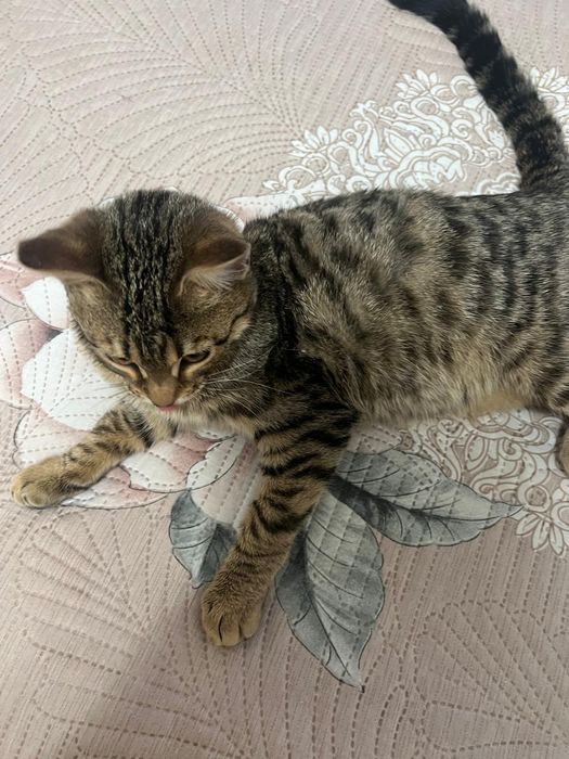 Отдам котика в добрые руки