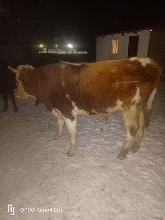 Симитал бұқа 2 жасар