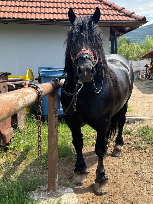 Vând armăsar în vârstă de 6 ani cuminte nu mușcă nu zvârle învățat la muncile agricole și gospodărești accept ori ce probă la plăcerea clientului