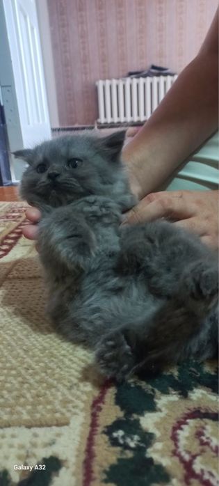 Вислоухие, прямые, шиншиллы продаются дёшево и быстро