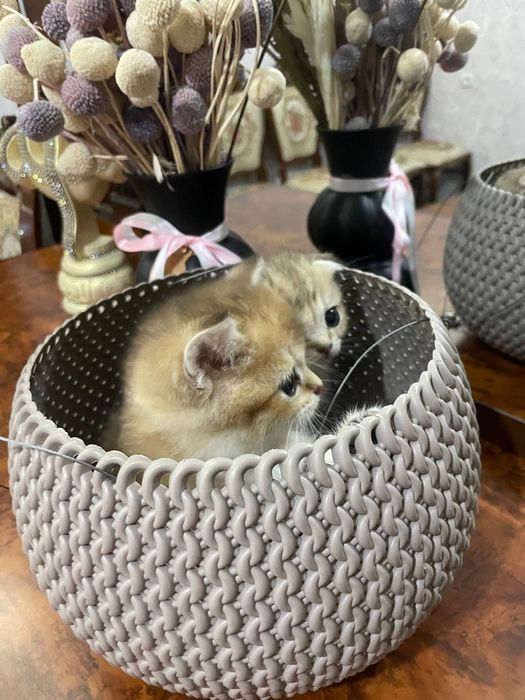 Шикарные котята Серебристые и Табби Шиншиллы