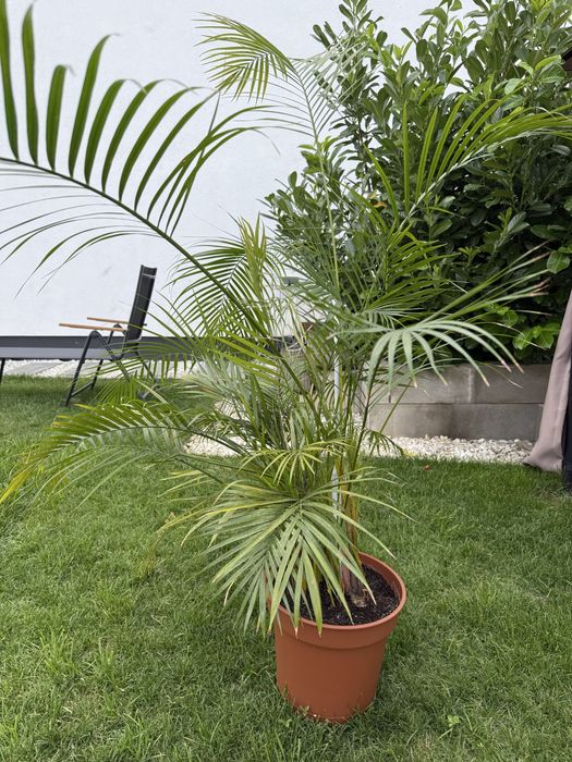 Palmier areca - 180cm - planta decorativa