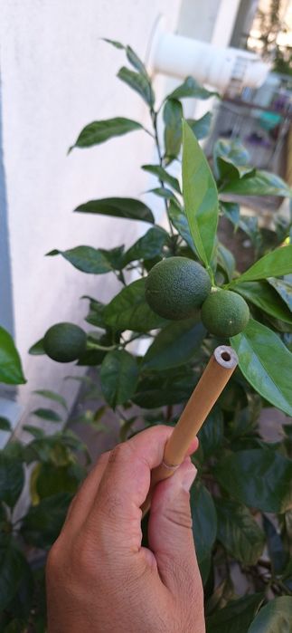 Portocal pom fructifer