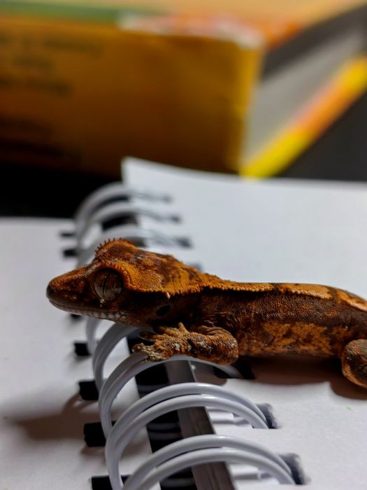 Gecko/Cameleon/Agama