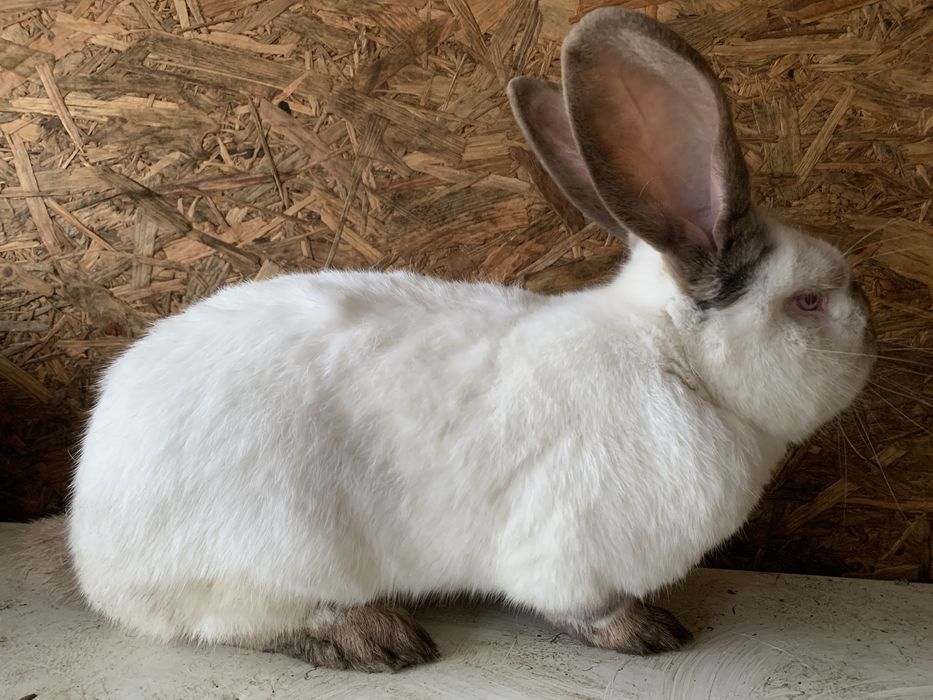 Vand iepuri urias de transilvania