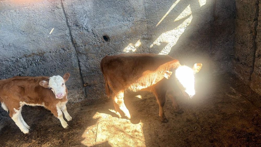 Продам хороших телят