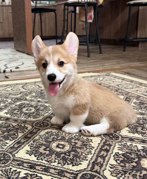 Вельш корги пемброк