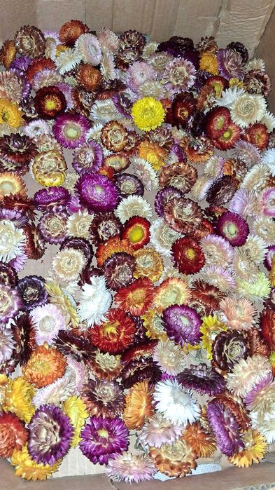 Flori de paie. imortele. helichrysum