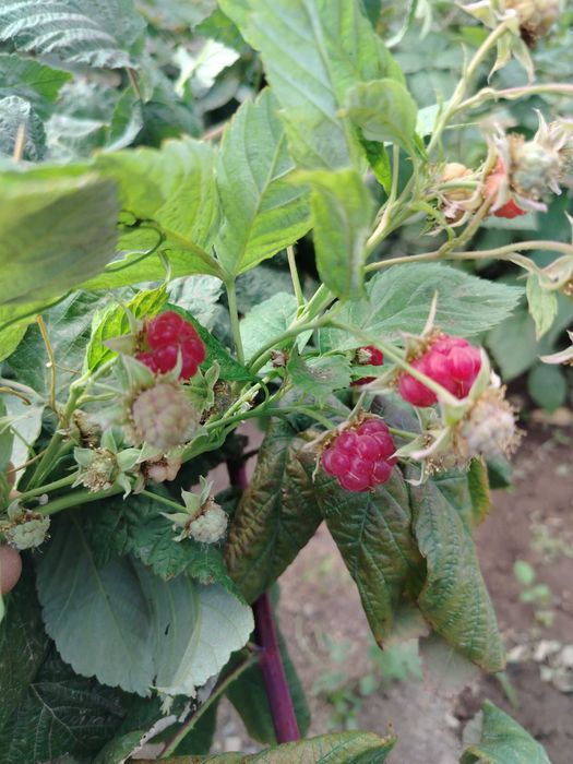 Продам саженцы малины