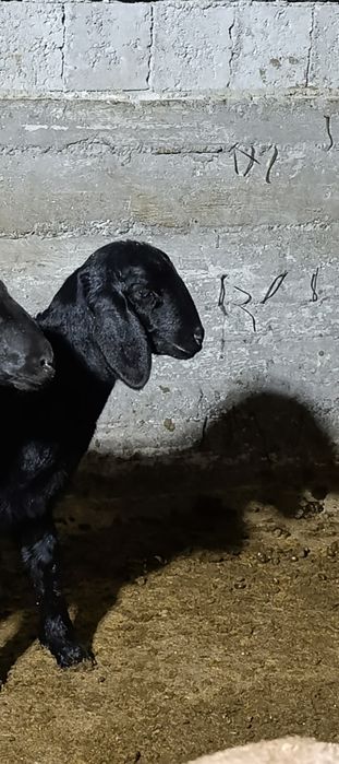 Арашанг она бола куй